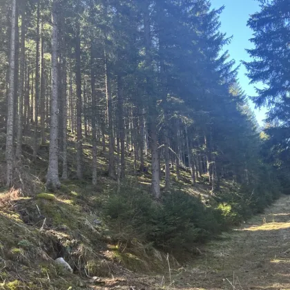 Waldgrundstück mit Hüttenbauplatz - Bild 3