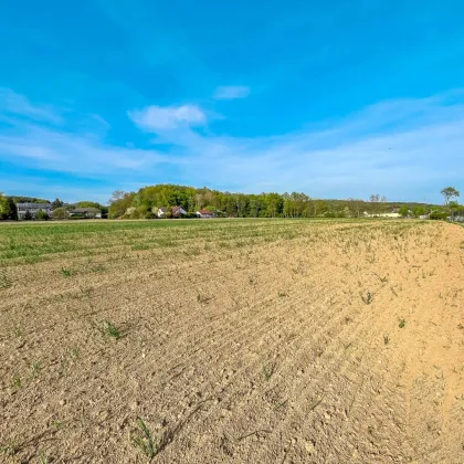 Großes Grundstück am Beginn von Jennersdorf. - Teilung vorstellbar. - Vielfältiges Potential. - Bild 3