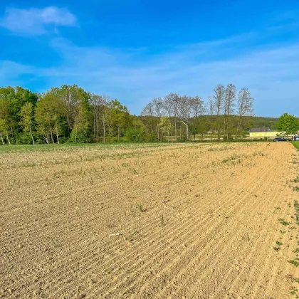 Großes Grundstück am Beginn von Jennersdorf. - Teilung vorstellbar. - Vielfältiges Potential. - Bild 2