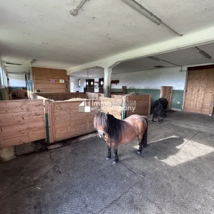 Das Glück der Erde liegt am Rücken der Pferde I Selbstversorger-Stall nahe Oberndorf - ca. 10.000qm I bis zu 5 Boxen I Koppel I 500 EUR Miete! - Bild 3