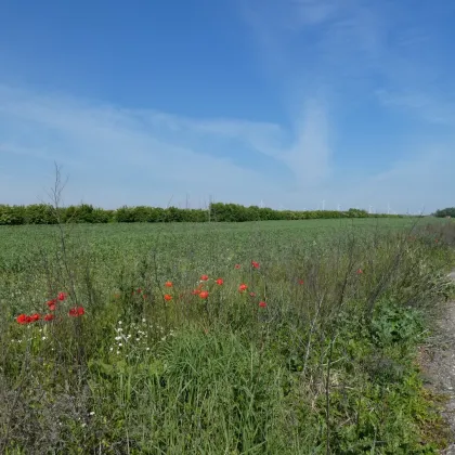 NATURNAHES BAUGRUNDSTÜCK NÄHE ZU WIEN UND BRATISLAVA - Bild 3