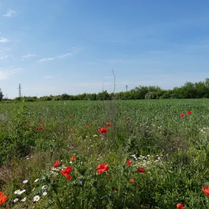 NATURNAHES BAUGRUNDSTÜCK NÄHE ZU WIEN UND BRATISLAVA - Bild 2