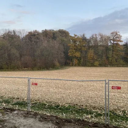 Eigenheim jetzt sichern, Traumimmobilie in St. Marien, Oberösterreich - Haus 3 Lavendelweg - Bild 2