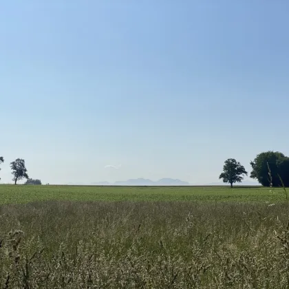 Traunsteinblick: Baugrund in der Gemeinde Steinerkirchen an der Traun/Linden - Bild 3