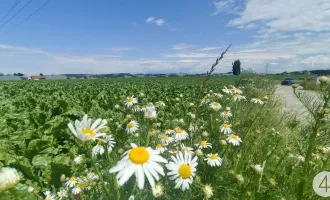 Leistbares Sonniges Baugrundstück