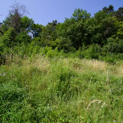 Bleibender Wert - Baugrund direkt am Waldrand in Mödling mit unverbaubarem Fernblick - Bild 3