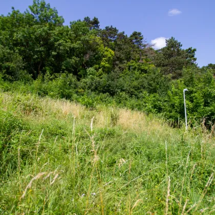 Bauträger Eignung: Baugrund direkt am Waldrand - Mödlinger Zentrumslage, unverbaubarer Fernblick, 1.350 m²  - Bild 3