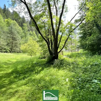 Zurück zur Natur in Kirchberg. Einzigartiges Baugrundstück, ca. 20-30% bebaubar, in absoluter Ruhe- & Naturlage. (gesamt ca. 4.700m²) - Bild 2