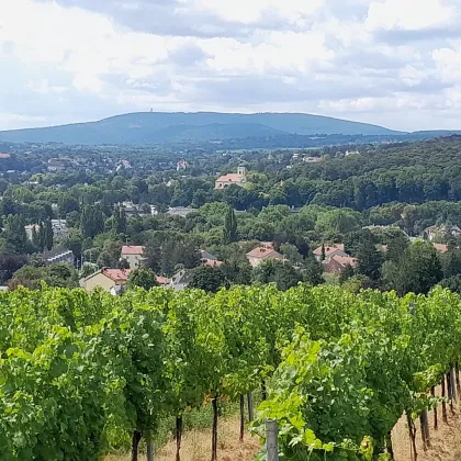 NEU! kleines Wohnprojekt mit 3 individuell planbaren Doppelhäusern zwischen Kalksburg und den Maurer Weinbergen - Bild 2