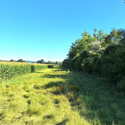 BIETERVERFAHREN - Acker ca. 1,7 ha in der Gemeinde Langenrohr - Nähe Rust im Tullnerfeld - zu kaufen - Bild 2