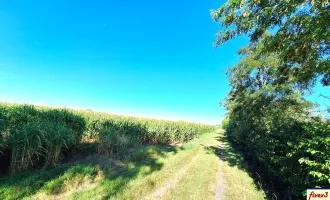 BIETERVERFAHREN - Acker ca. 1,7 ha in der Gemeinde Langenrohr - Nähe Rust im Tullnerfeld - zu kaufen