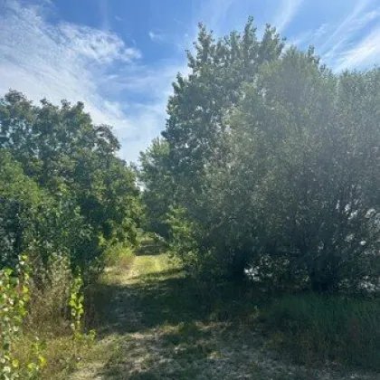 Einzigartige Gelegenheit im Bezirk Tulln (NÖ): Weitläufiges Naturparadies mit großem Landschaftsteich - Bild 3