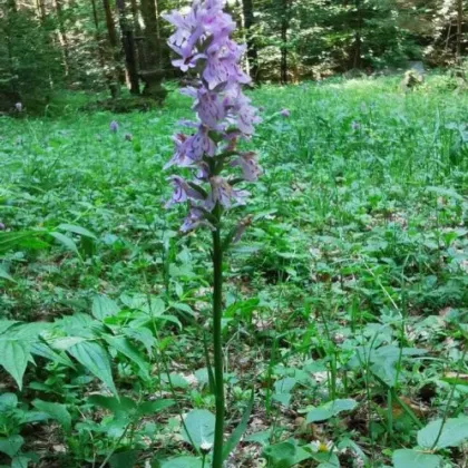 Freizeitgrundstück  5683 m²  Wald und Wiese im LUFTKURORT St. RADEGUND- Nähe Reha *** - Bild 3