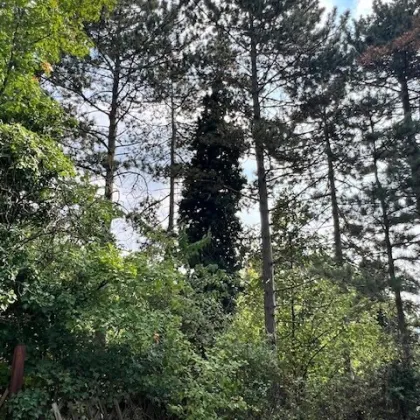 Bauland mit Weitblick! bis zu 2 Wohneinheiten möglich - ABSOLUTE RUHELAGE! - Bild 2