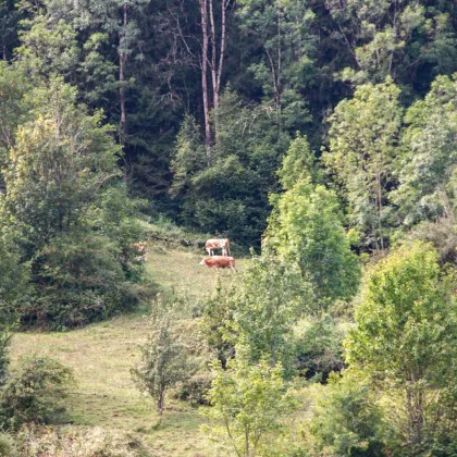 Bauernhof Gebiet Chiemsee - 10 Hektar, mit Vorkaufsrecht auf bewirtschaftete Alm mit über 100 ha. - Bild 3