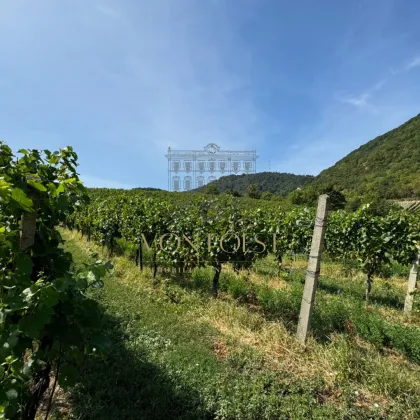 RESIDIEREN AM FREIHOF im Herzen der Weinberge - Historischer Charme kombiniert mit dem Zeitgeist der Moderne - Bild 2