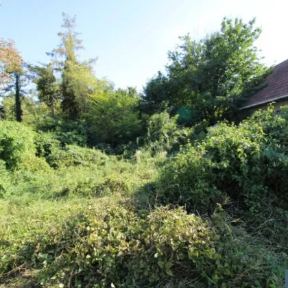 Herrliches Grundstück im Zentrum Loimersdorfs mit vielfältigen Nutzungsmöglichkeiten - Bild 3