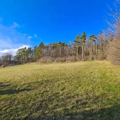 Sonnige Baugründe mit Fernblick in ruhiger Waldrandlage - Bild 3