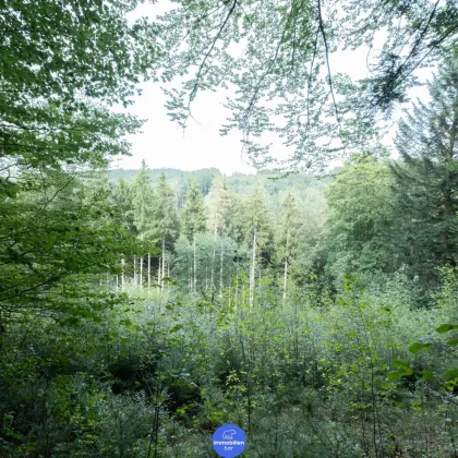 Waldgrundstück inklusive Wiesenfläche (ca. 4,76 ha) nähe Schlögener Schlinge - Bild 2