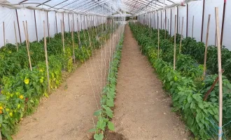 Bauernhof in Ungarn mit Folientunneln – Perfekt für Selbstversorger und Gemüseanbau!