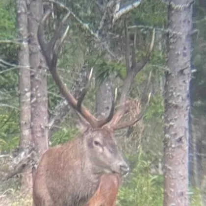 120 ha Eigenjagd mit Rotwildjagd im Kerngebiet - Bild 2