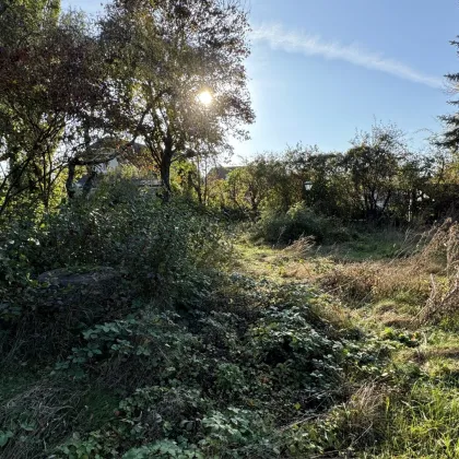 Tolles Grundstück in Biedermannsdorf - Bild 2