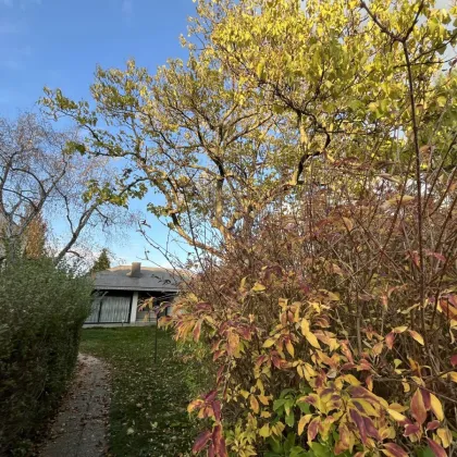 Goldstück: Bungalow mit herrlichem Garten - Bild 2