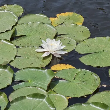 VERKAUFT: Der Traum vom eigenen Steg in den See wird hier wahr - Bild 3